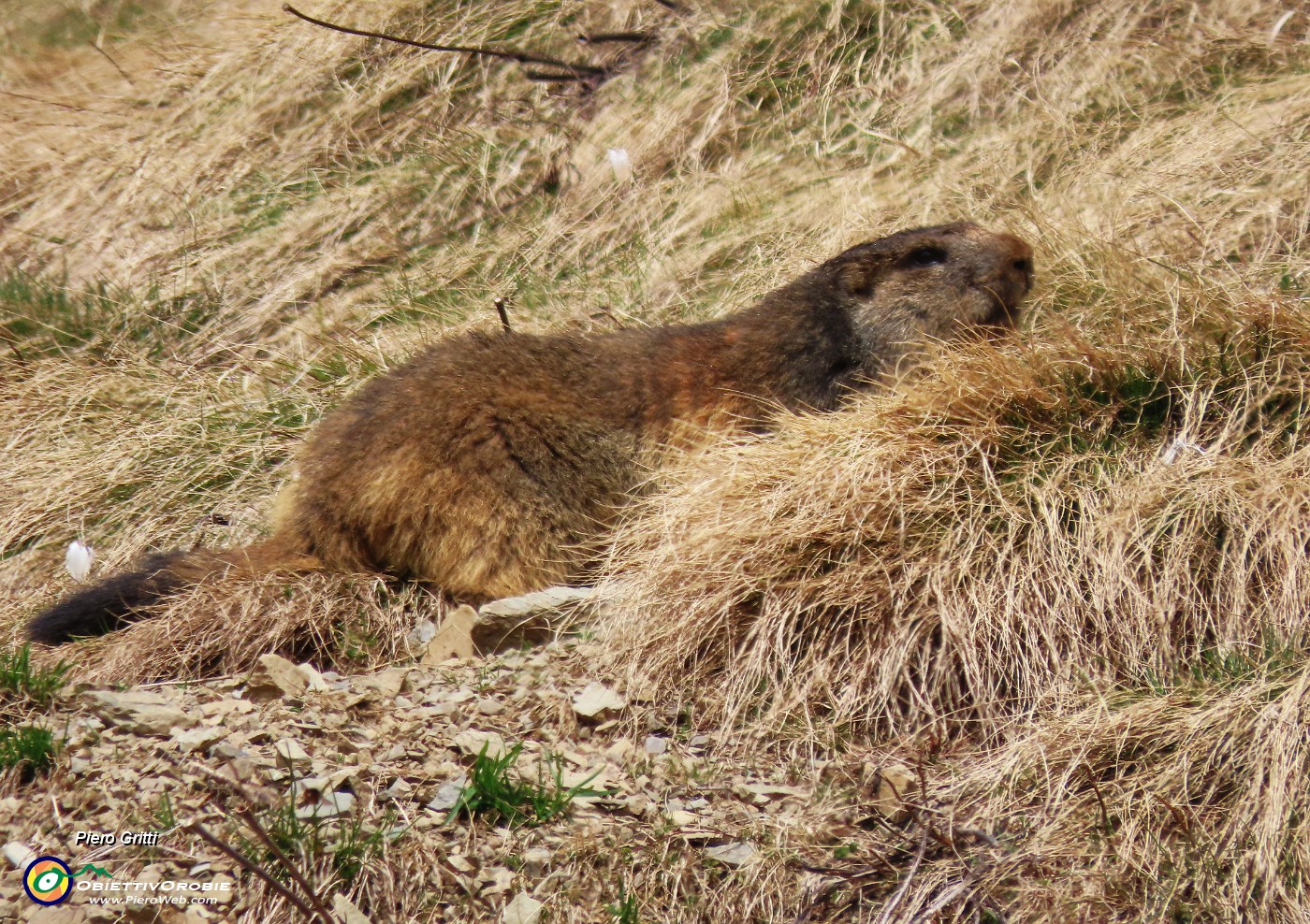 40 Marmottona allo zoom.JPG